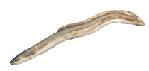coral eel_image