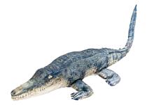 crocodile_image
