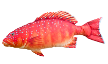 coral trout_image